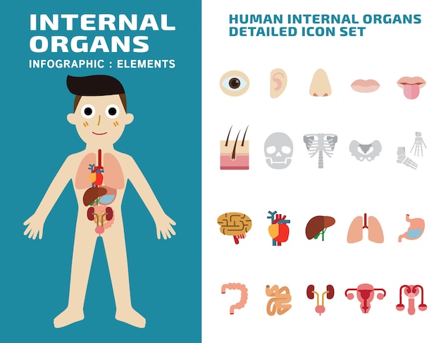 Vector human internal organs detailed icons set isolated vector illustration