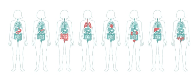 여성의 신체 평면 벡터 고립 된 그림에서 인간의 내부 장기.