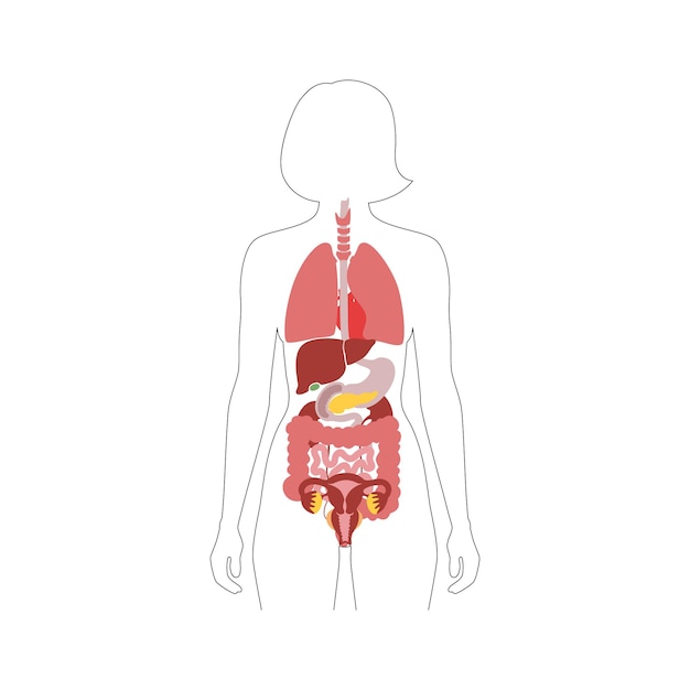 human internal organs in female body flat vector isolated illustration.