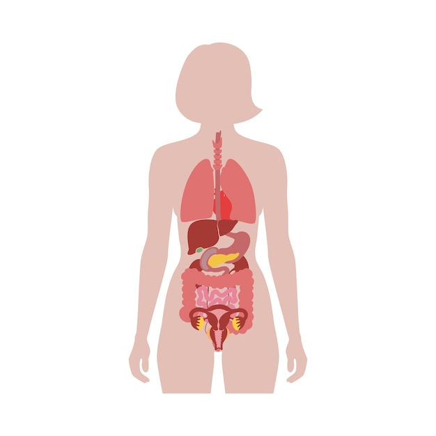 Vector human internal organs in female body flat vector isolated illustration.