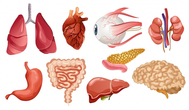 Icone piane di organi interni umani. grande collezione in stile cartone animato. insieme di organi vitali cervello, cuore, fegato, milza, reni, occhi, pancreas