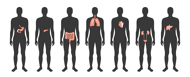 벡터 남성 신체 평면 벡터 고립 된 그림에서 인간의 내부 장기. 남자 실루엣