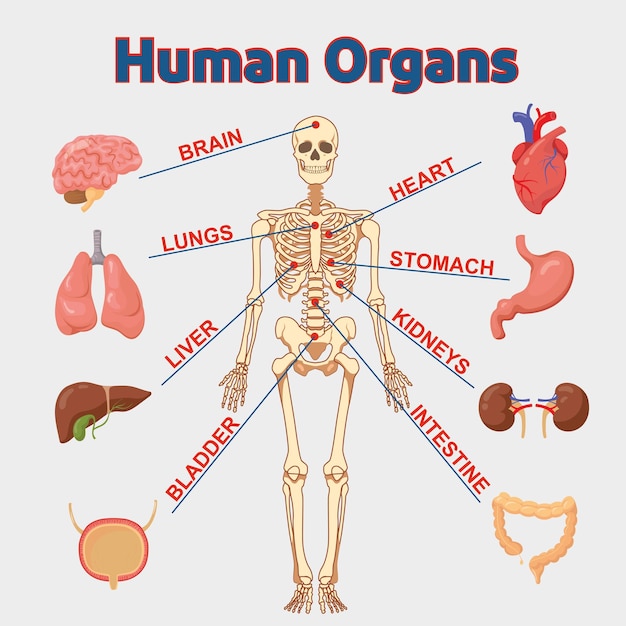 벡터 인간의 내부 장기 infographic 해부학 몸 뇌 및 신장 간 및 폐 위 및 심장