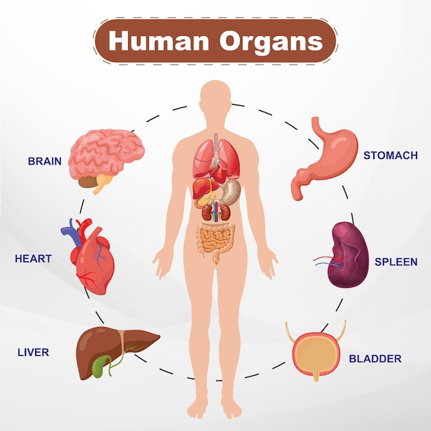 Vettore organi interni umani infografica anatomia corpo cervello e rene fegato e polmone stomaco e cuore