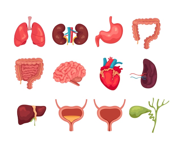 Vector human internal organs isolated set collections.