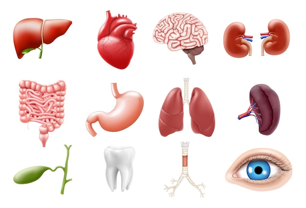Внутренние органы человека изолированы на белом фоне. Легкие, почки, желудок, кишечник, мозг, сердце, селезенка, печень, зуб, трахея, желчный пузырь, глаз, реалистичный трехмерный набор векторных иконок.