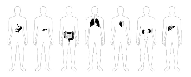 Vettore organi interni umani nel corpo maschile piatto vettore isolato illustrazione. siluetta dell'uomo