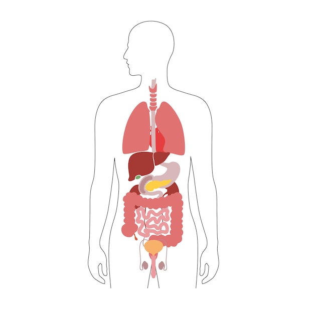 Organi interni umani nel corpo maschile piatto vettore isolato illustrazione. siluetta dell'uomo