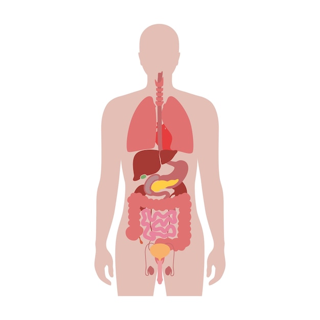 Vector human internal organs in male body flat vector isolated illustration. man silhouette