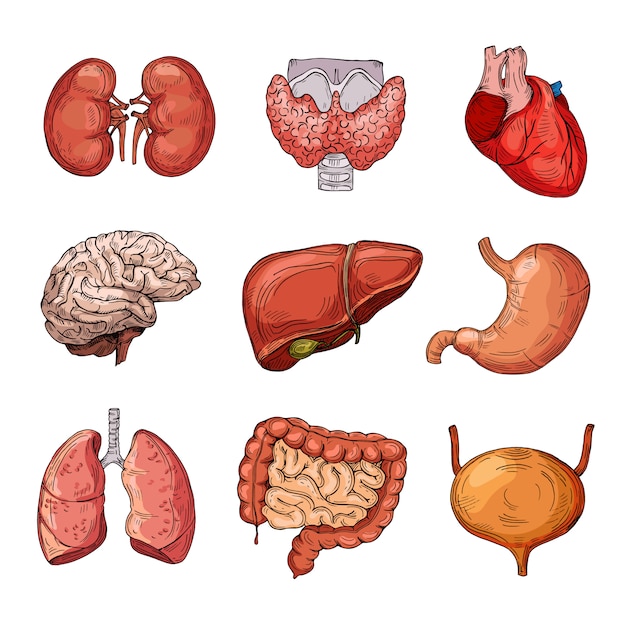 Vector human internal organs set