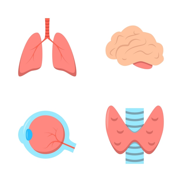 Human internal organs symbols