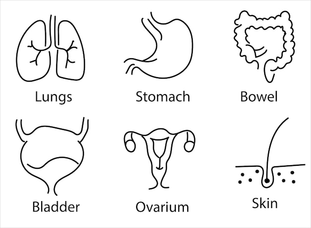 Organi interni umani. illustrazione isolata dello schizzo vettoriale. insieme di simboli di anatomia di doodle disegnato a mano