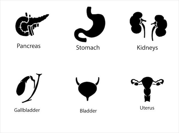 Organi interni umani. illustrazione isolata dello schizzo vettoriale. insieme di simboli di anatomia di doodle disegnato a mano