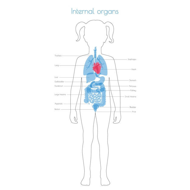 Human internal organs vector