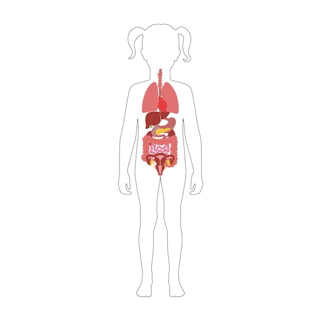 Human internal organs vector