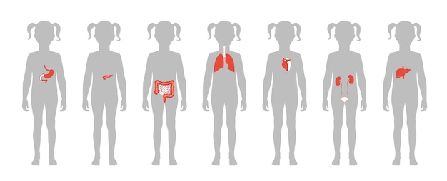 Human internal organs vector