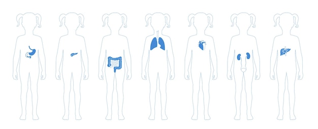 Vector human internal organs vector