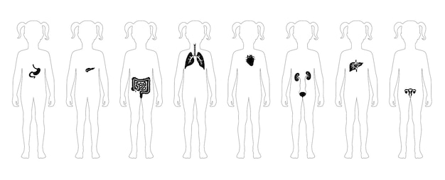 Human internal organs vector