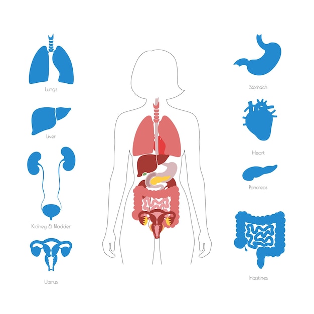 Vettore di organi interni umani