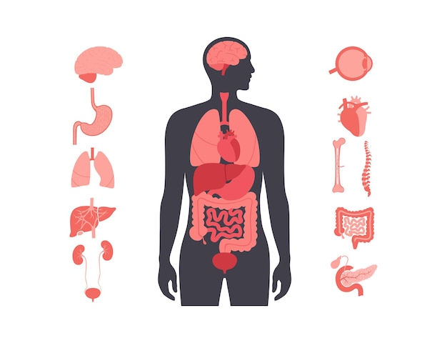 human internal organs
