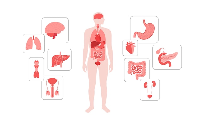Human internal organs