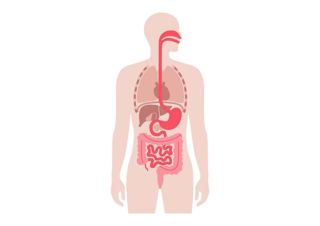 human internal organs