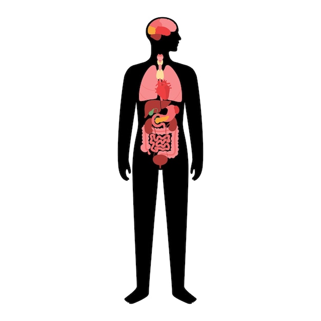 Вектор Внутренние органы человека