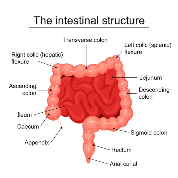 Vettore il diagramma medico della struttura intestinale umana, struttura degli organi digestivi, apparato digerente - illustrazione piatta