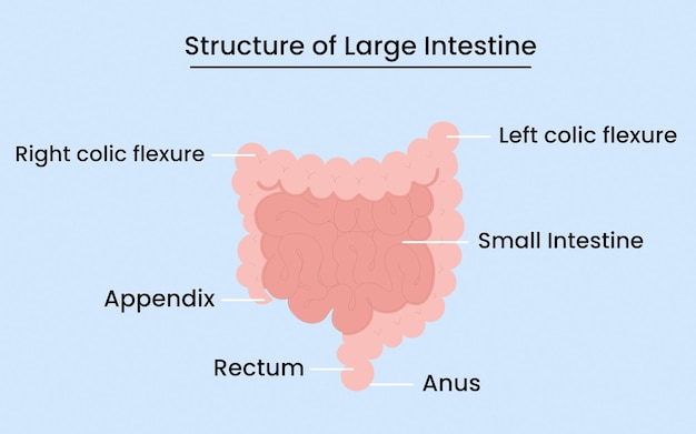 Il diagramma di anatomia dell'intestino umano include tutti i nomi delle parti dell'intestino. disegno dell'anatomia del corpo.