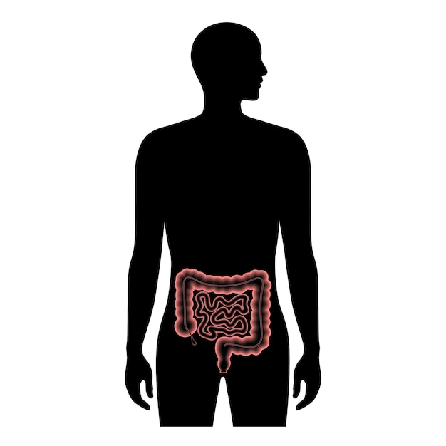 Vettore anatomia dell'intestino umano