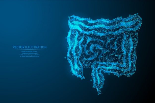 Human intestines close up. Internal organs. Anatomy of the internal organ. Digestive and gastric tract. Innovative medicine and technology. 3d low poly wireframe illustration.