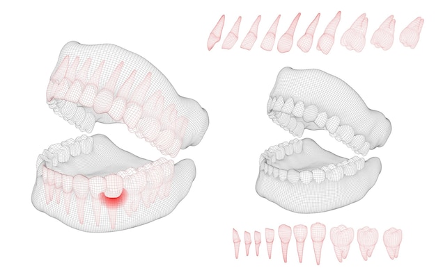 Human jaw 3d layout medicine and health