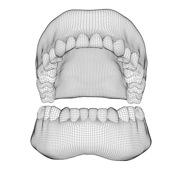 Вектор Человеческая челюсть 3d векторный макет медицина и здоровье