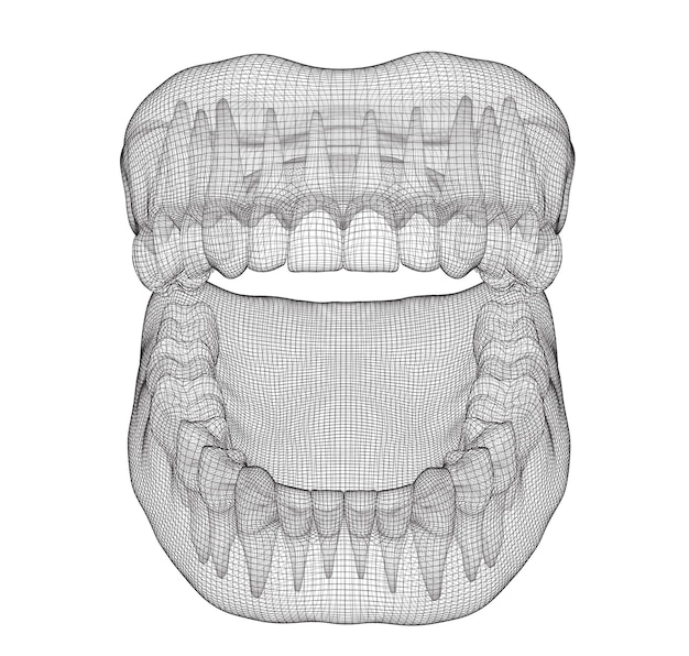 Human jaw 3d vector layout medicine and health