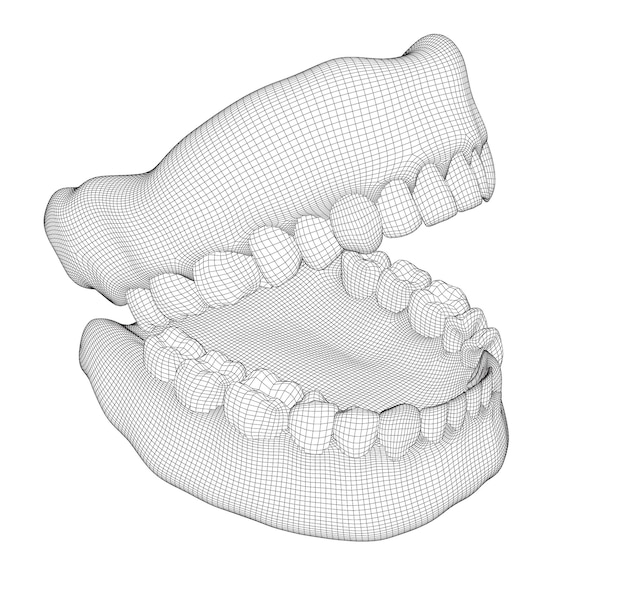 Vector human jaw 3d vector layout medicine and health