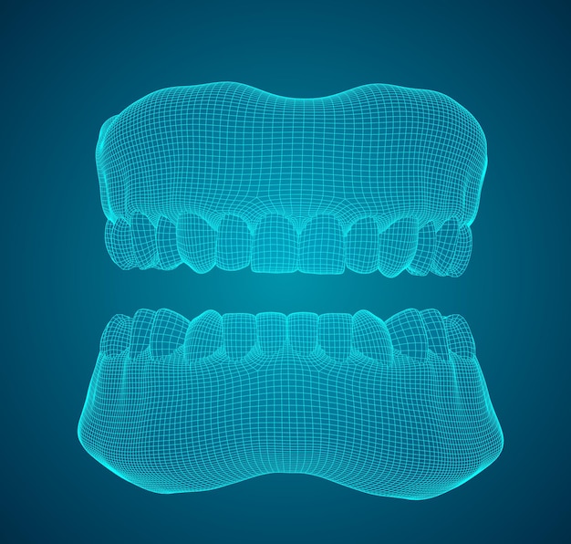 人間の顎 3 d ベクトル レイアウト医学と健康