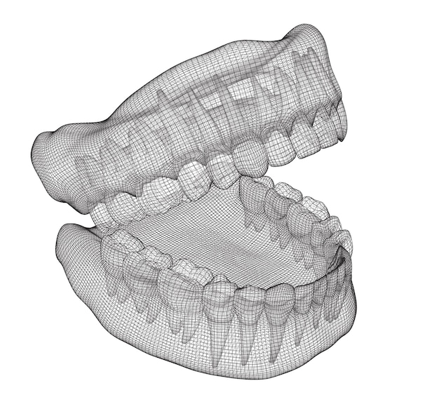 Vector human jaw 3d vector layout medicine and health