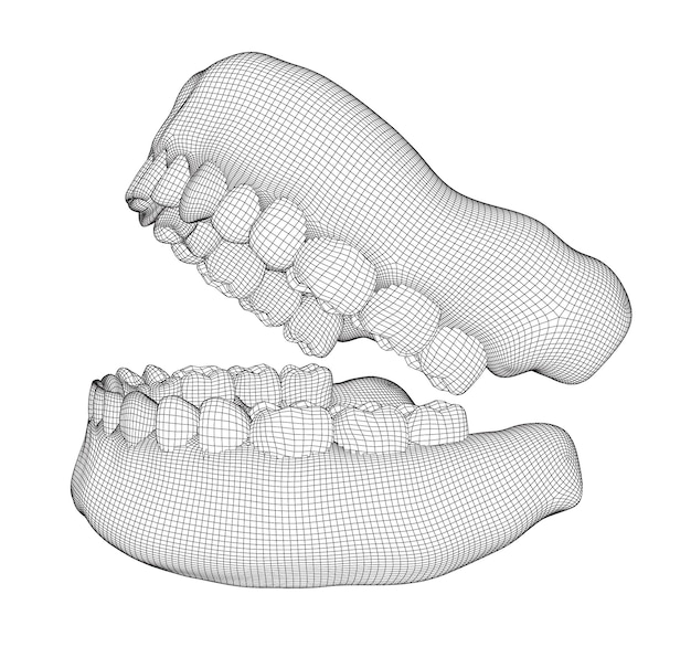 Vector human jaw 3d vector layout medicine and health