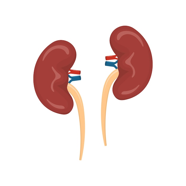 Human kidney anatomical organ vector illustration