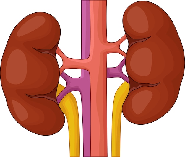 Human kidney cartoon