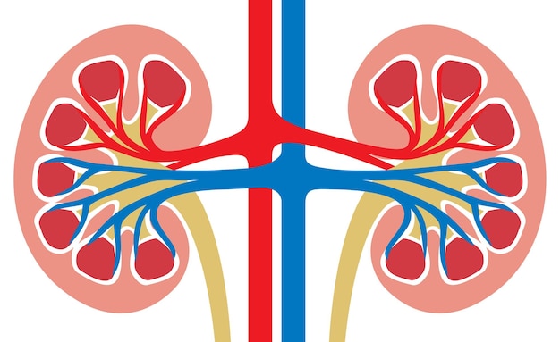 Vettore anatomia della medicina del rene umano