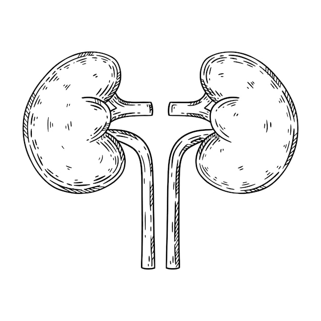 Vector human kidneys hand drawn sketch vector isolated illustration