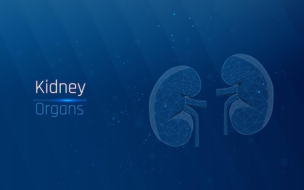 Human kidneys at wireframe style
