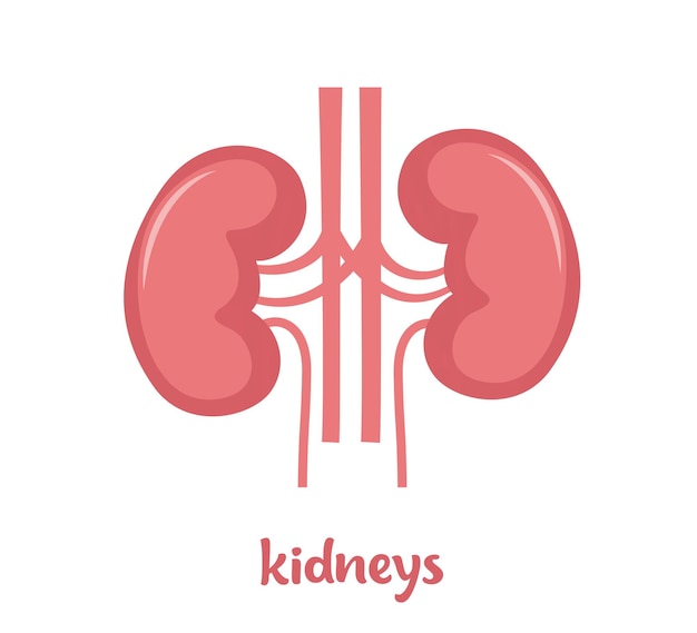 Human kidneys