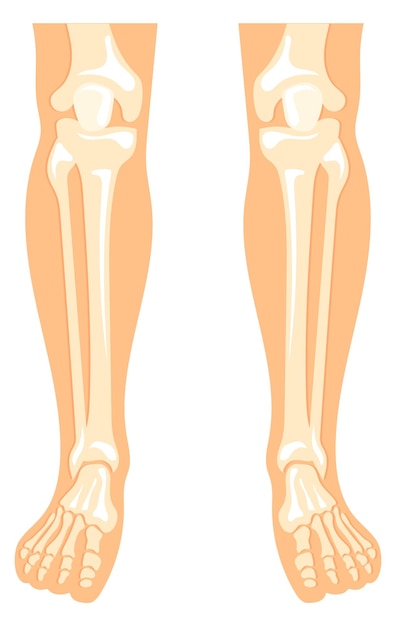 Vector human legs anatomy bone structure medical illustration
