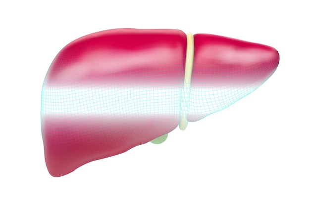 Human liver 3d vector health and medicine orgaan zegel