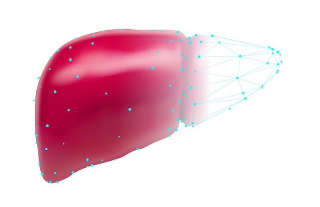 Вектор Человеческая печень 3d векторное здоровье и медицина