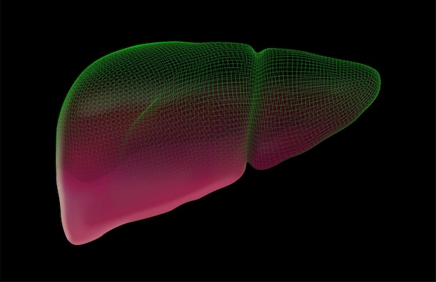 Человеческая печень 3d векторное здоровье и медицина