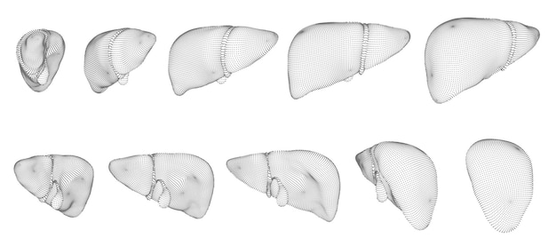 人間の肝臓の 3 d ベクトルの健康と医学