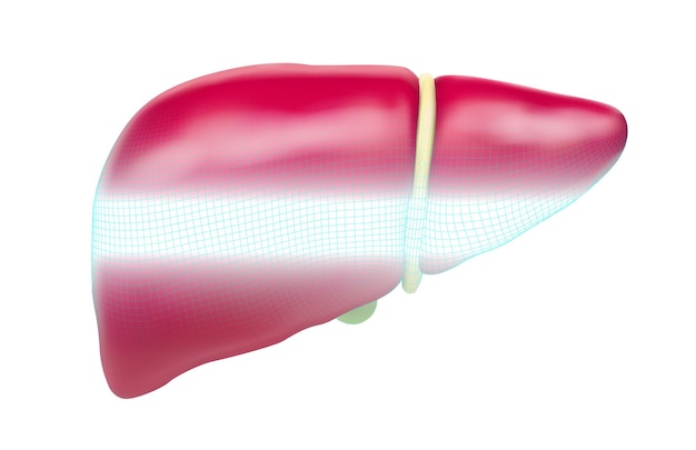 人間の肝臓 3Dベクトル 健康と医学 臓器の封印